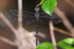 Eusynthemis nigra