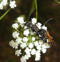 Stenopterus ater