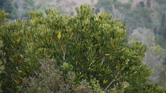 Schefflera