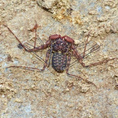 Phrynus operculatus