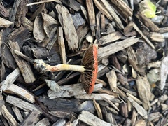 Leratiomyces ceres