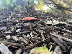 Leratiomyces ceres