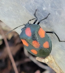 Brachystethus rubromaculatus