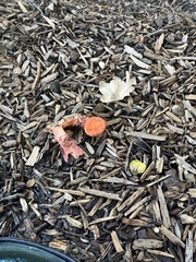 Leratiomyces ceres