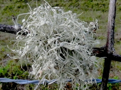 Ramalina
