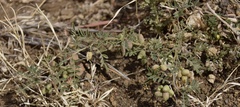 Podlechiella vogelii