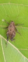 Batrachideinae