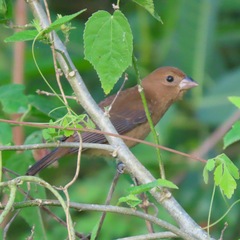 Cyanocompsa parellina