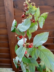 Rubus idaeus idaeus