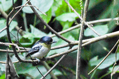 Pachyramphus versicolor