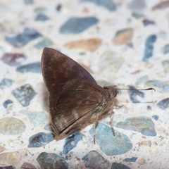 Carcharodini