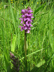 Dactylorhiza praetermissa