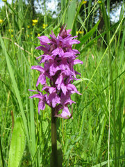Dactylorhiza praetermissa