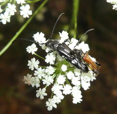 Stenopterus ater