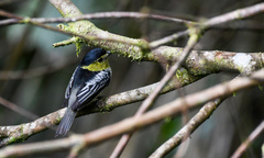 Pachyramphus versicolor