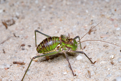 Neocallicrania barrosi