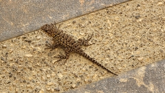 Sceloporus malachiticus