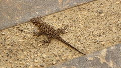 Sceloporus malachiticus image