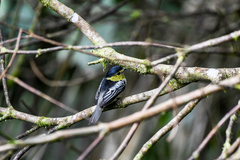 Pachyramphus versicolor