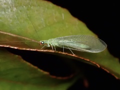 Chrysoperla comanche