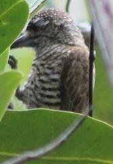 Picumnus squamulatus