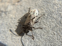 Nysiini