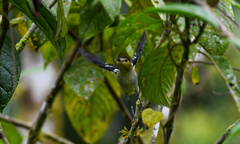 Pachyramphus versicolor