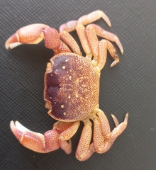Cyclograpsus punctatus