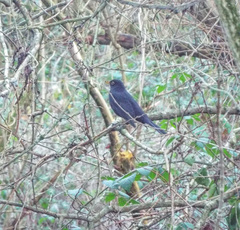Turdus merula