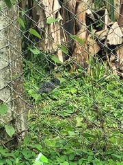 Thamnophilus multistriatus