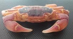 Cyclograpsus punctatus