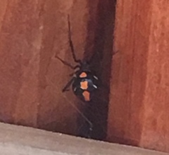 Latrodectus variolus