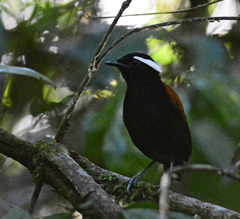 Conopophaga melanogaster