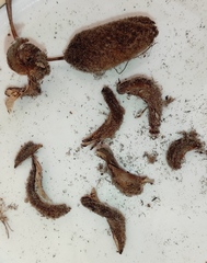 Helicteres jamaicensis