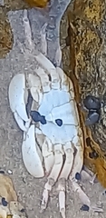 Cyclograpsus punctatus