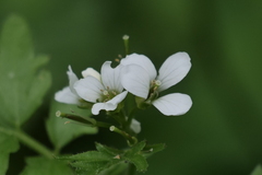 Cardamine geraniifolia