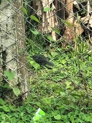 Thamnophilus multistriatus