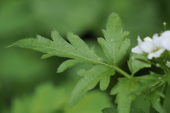 Cardamine geraniifolia