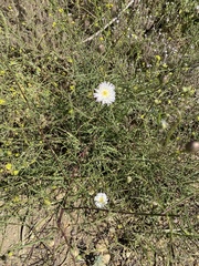 Malacothrix saxatilis