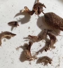 Helicteres jamaicensis