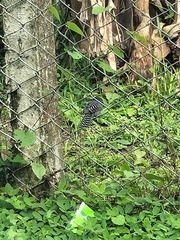 Thamnophilus multistriatus