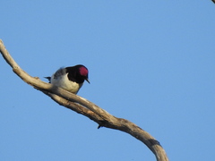 Cinnyricinclus leucogaster