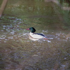 Mergus merganser merganser