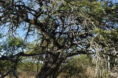 Prosopis affinis