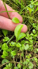 Myosotis tenericaulis