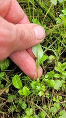 Myosotis tenericaulis