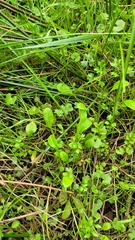 Myosotis tenericaulis