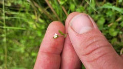 Myosotis tenericaulis