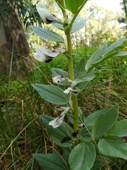 Vicia faba