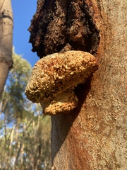 Piptoporus australiensis